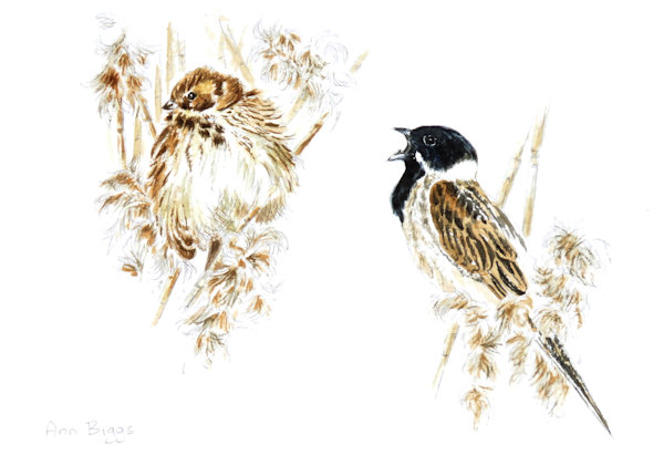 reed bunting pair_600.jpg